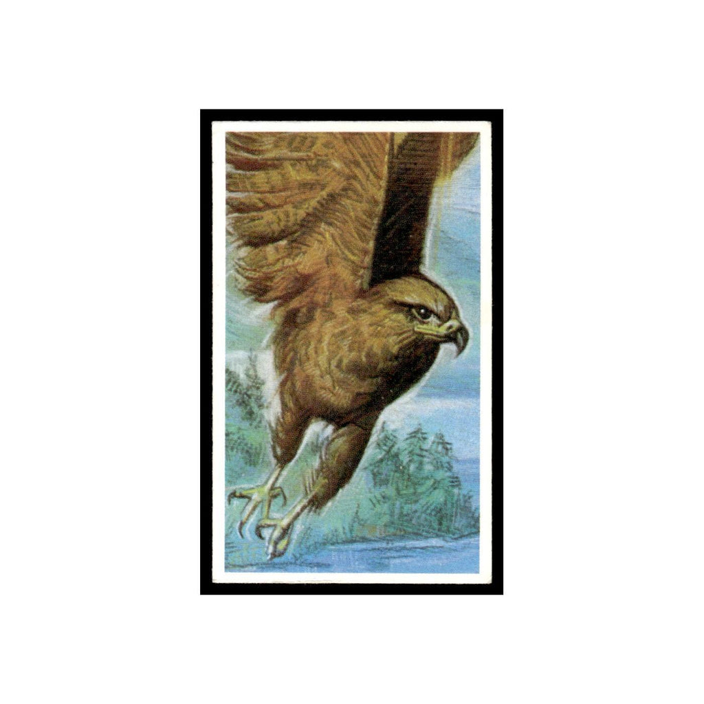 Golden Eagle 1994 Brooke Bond Going Wild #3 Baseball Card EX