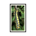 Figure of Eight Moth 1988 Grandee Britain's Wayside Wildlife #3 Baseball Card EX