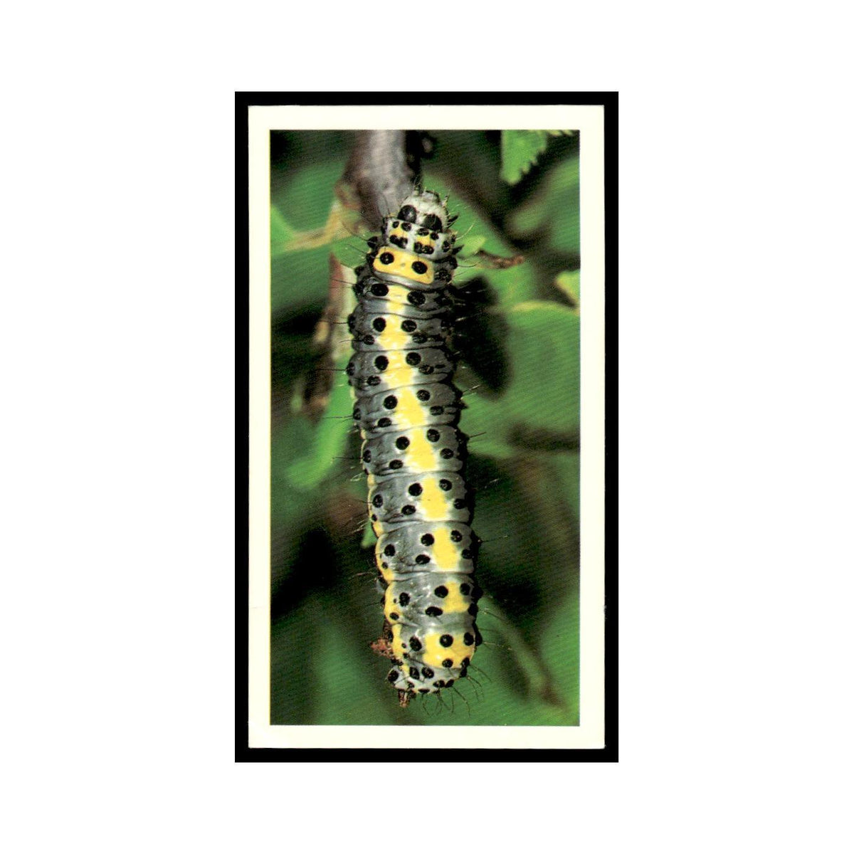 Figure of Eight Moth 1988 Grandee Britain's Wayside Wildlife #3 Baseball Card EX