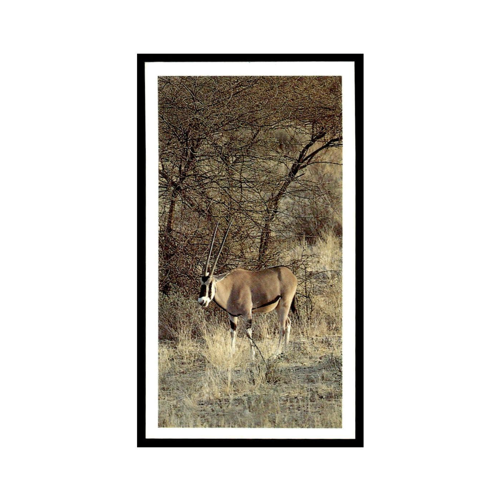 Beisa Oryx 1990 Grandee African Wildlife #17 Baseball Card EX