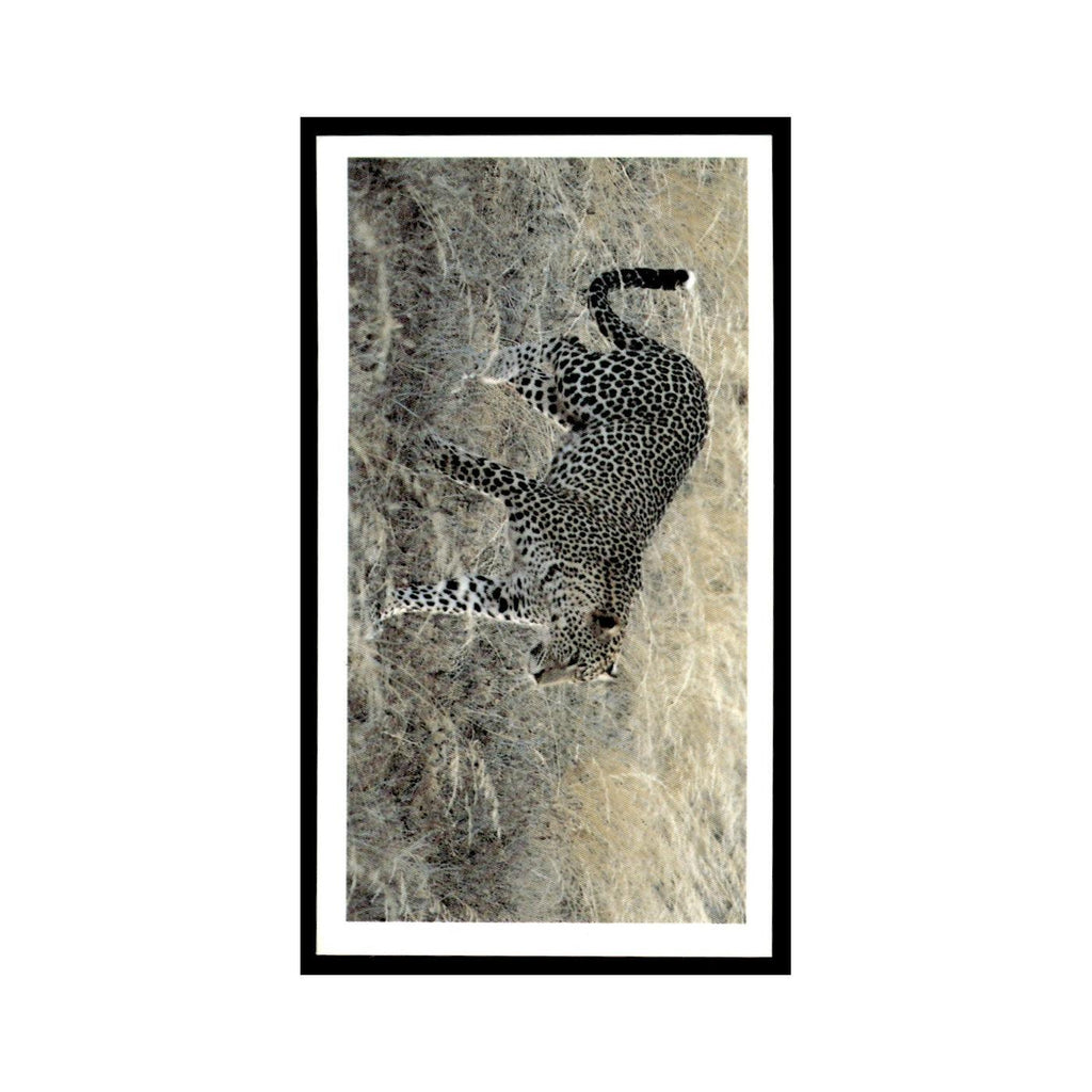 Leopard 1990 Grandee African Wildlife #3 Baseball Card EX