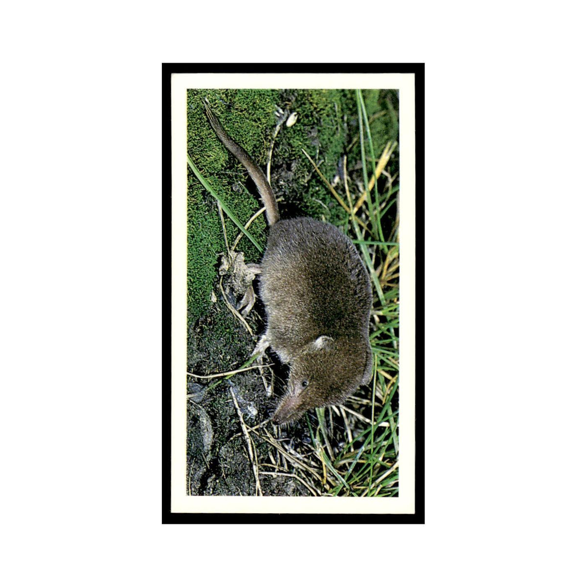 Common Shrew 1988 Grandee Britain's Wayside Wildlife #27 Baseball Card EX