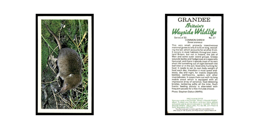 Common Shrew 1988 Grandee Britain's Wayside Wildlife #27 Baseball Card EX