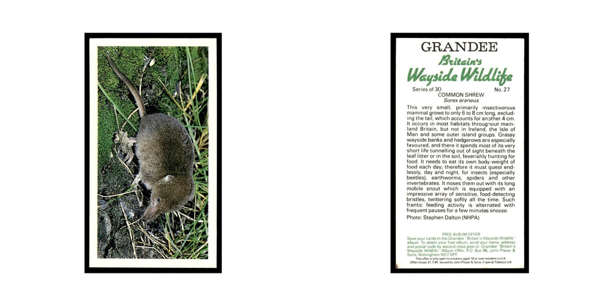 Common Shrew 1988 Grandee Britain's Wayside Wildlife #27 Baseball Card EX