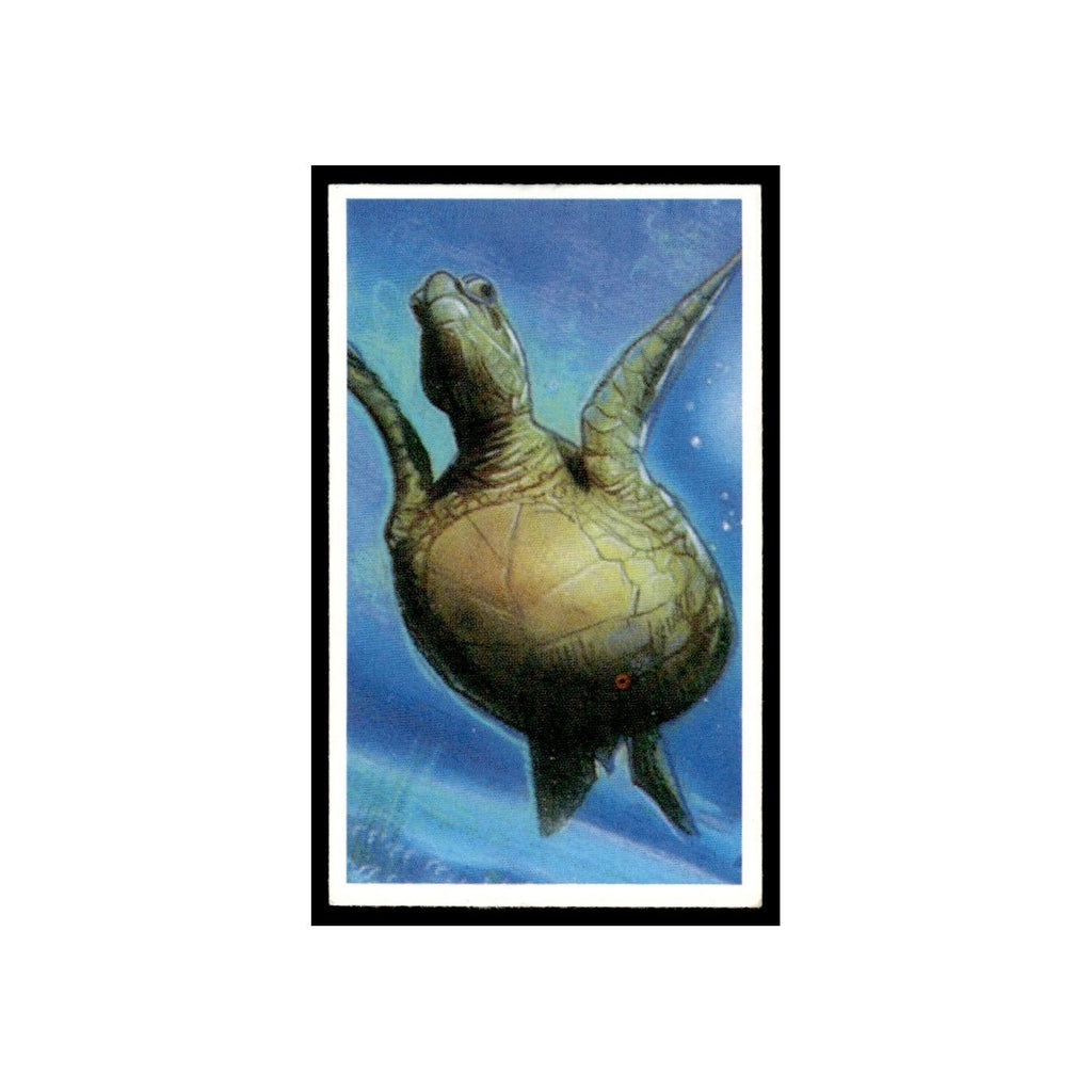 Loggerhead Turtle 1994 Brooke Bond Going Wild #6 Baseball Card EX