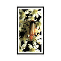Black Tipped Soldier Beetle 1988 Grandee Britain's Wayside Wildlife #22 EX