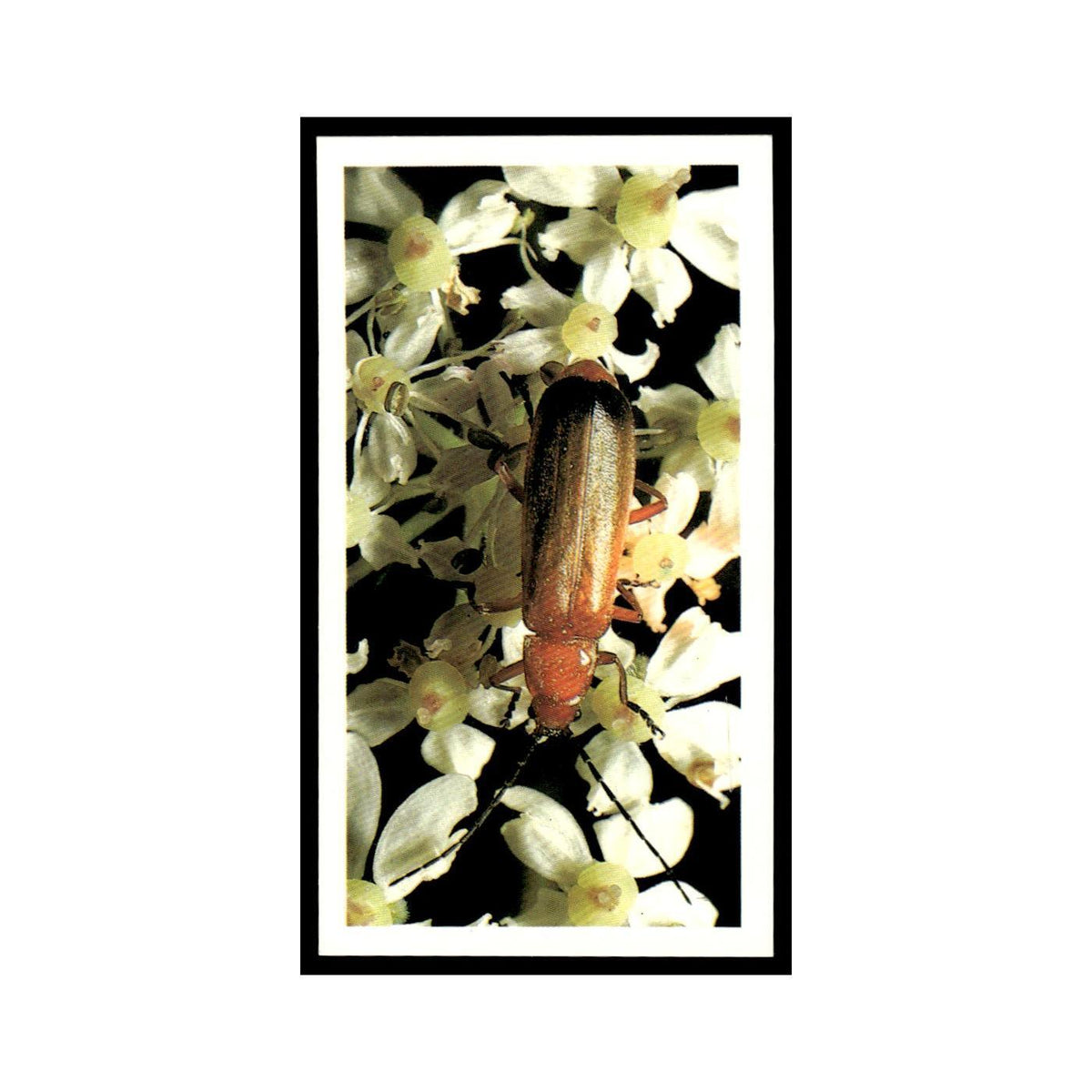 Black Tipped Soldier Beetle 1988 Grandee Britain's Wayside Wildlife #22 EX