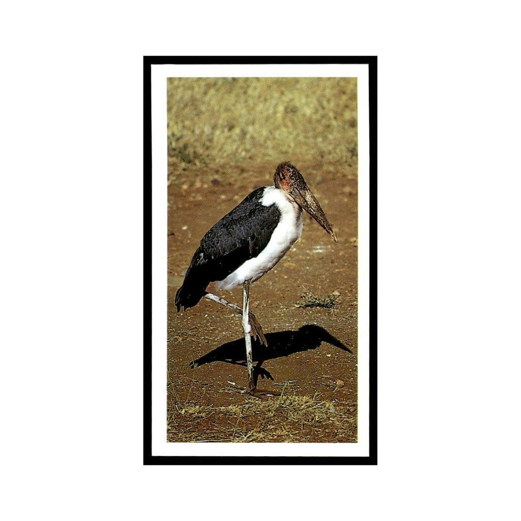 Marabou Stork 1990 Grandee African Wildlife #26 Baseball Card EX