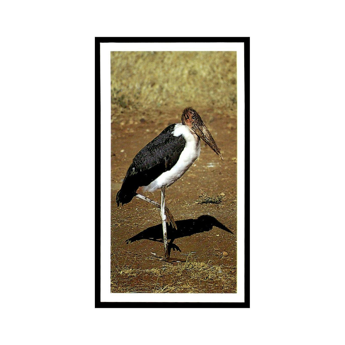 Marabou Stork 1990 Grandee African Wildlife #26 Baseball Card EX