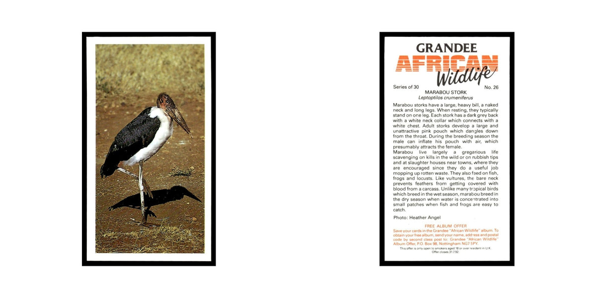 Marabou Stork 1990 Grandee African Wildlife #26 Baseball Card EX