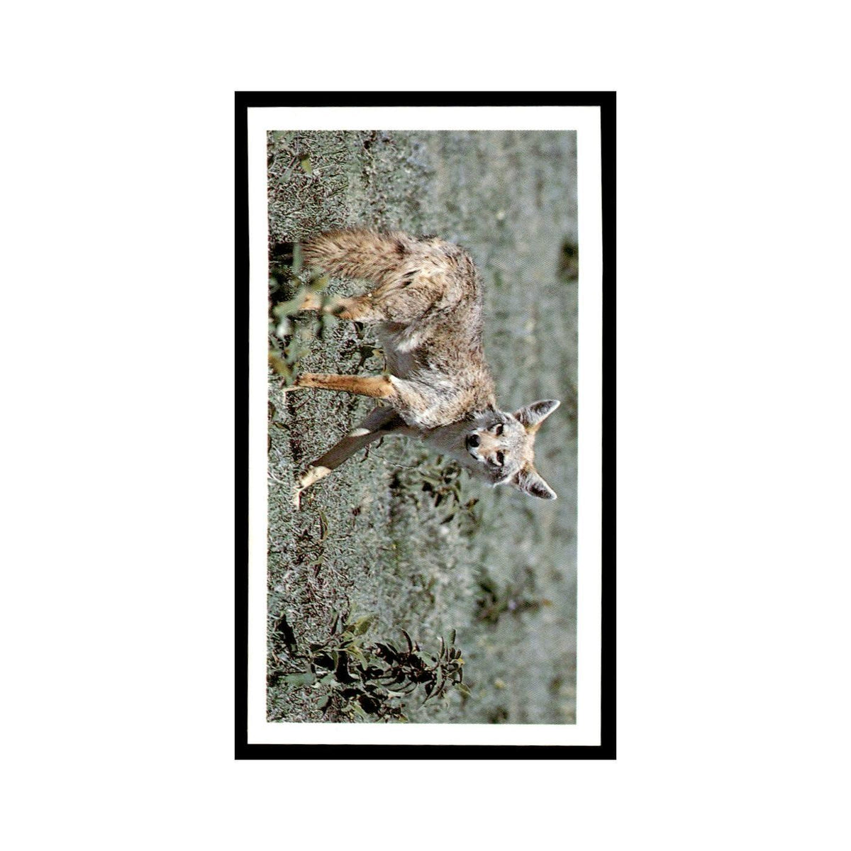 Golden Jackal 1990 Grandee African Wildlife #8 Baseball Card EX
