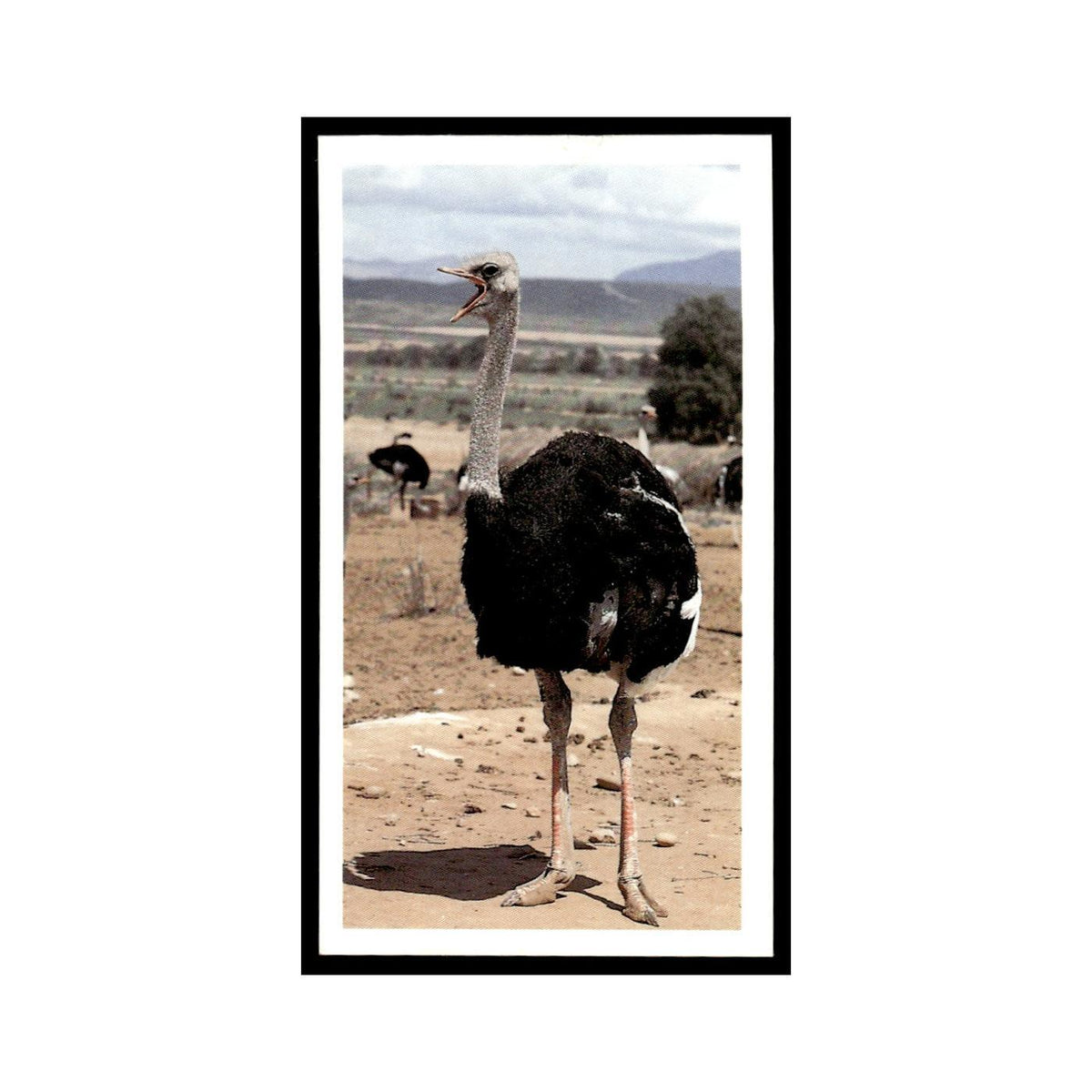 Ostrich 1990 Grandee African Wildlife #27 Baseball Card EX