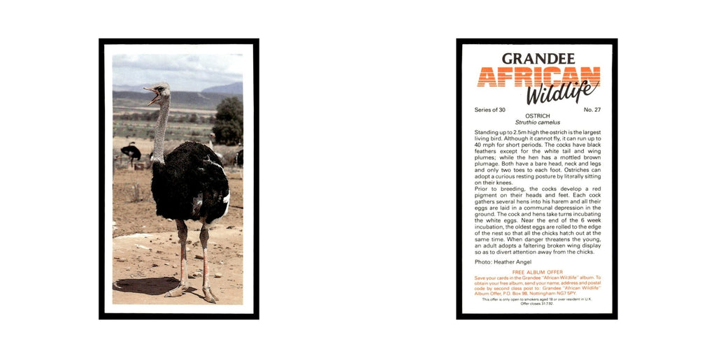 Ostrich 1990 Grandee African Wildlife #27 Baseball Card EX