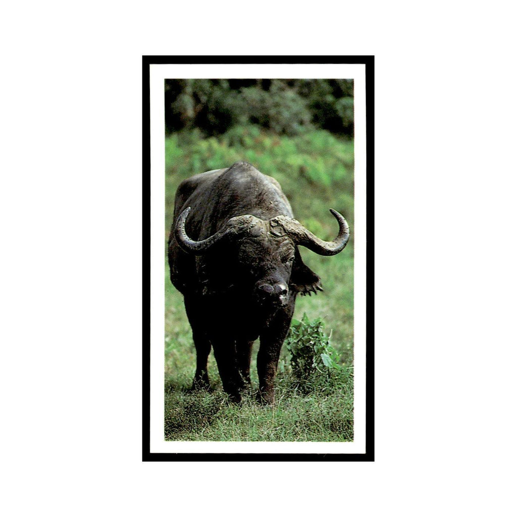 African Buffalo 1990 Grandee African Wildlife #11 Baseball Card EX