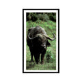 African Buffalo 1990 Grandee African Wildlife #11 Baseball Card EX