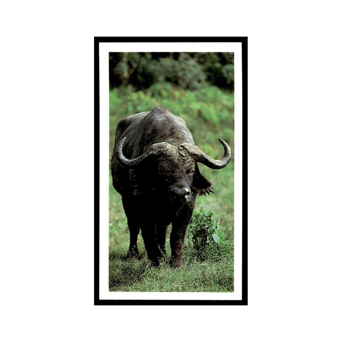 African Buffalo 1990 Grandee African Wildlife #11 Baseball Card EX