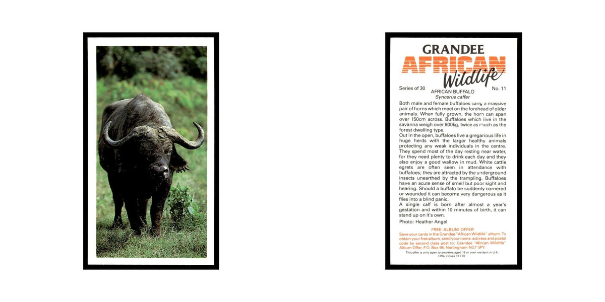 African Buffalo 1990 Grandee African Wildlife #11 Baseball Card EX