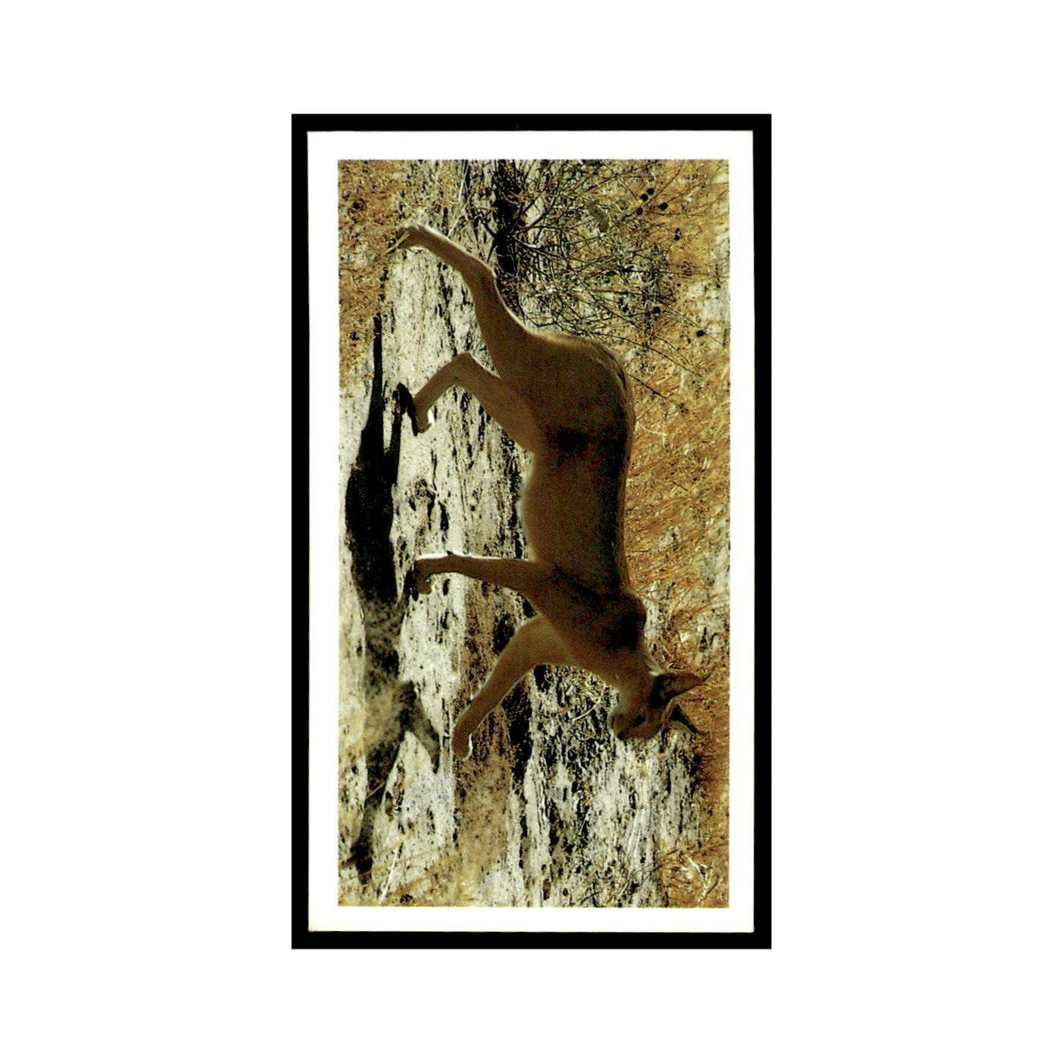 Caracal 1990 Grandee African Wildlife #4 Baseball Card EX
