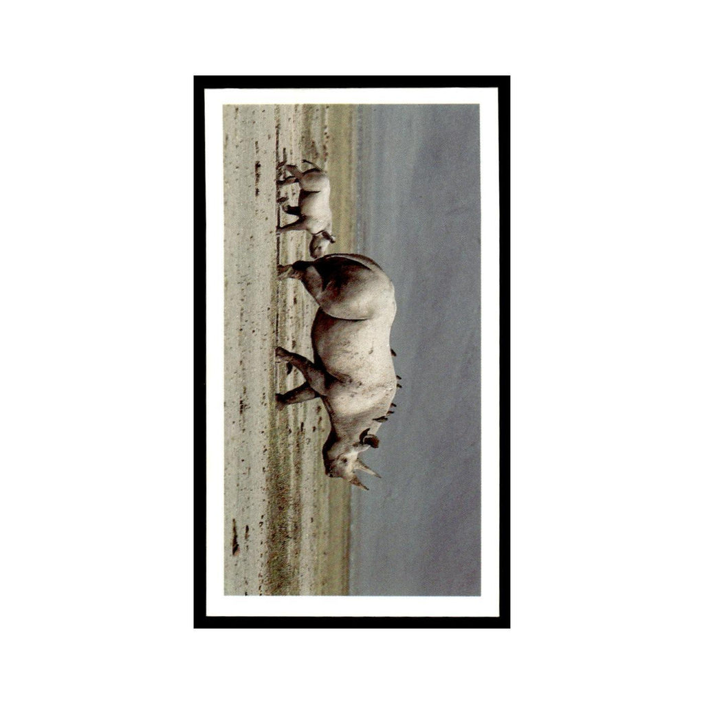 Black Rhinoceros 1990 Grandee African Wildlife #13 Baseball Card EX