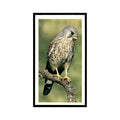 Kestrel 1988 Grandee Britain's Wayside Wildlife #26 Baseball Card EX