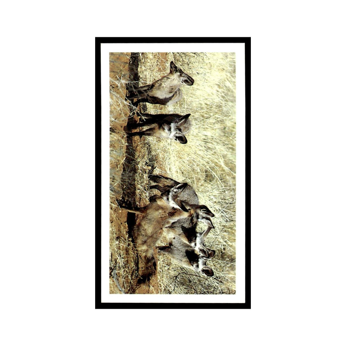 Bat Eared Fox 1990 Grandee African Wildlife #7 Baseball Card EX