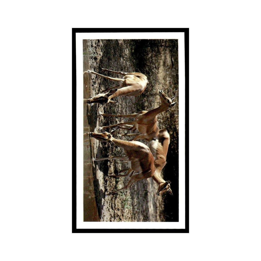 Impala 1990 Grandee African Wildlife #18 Baseball Card EX