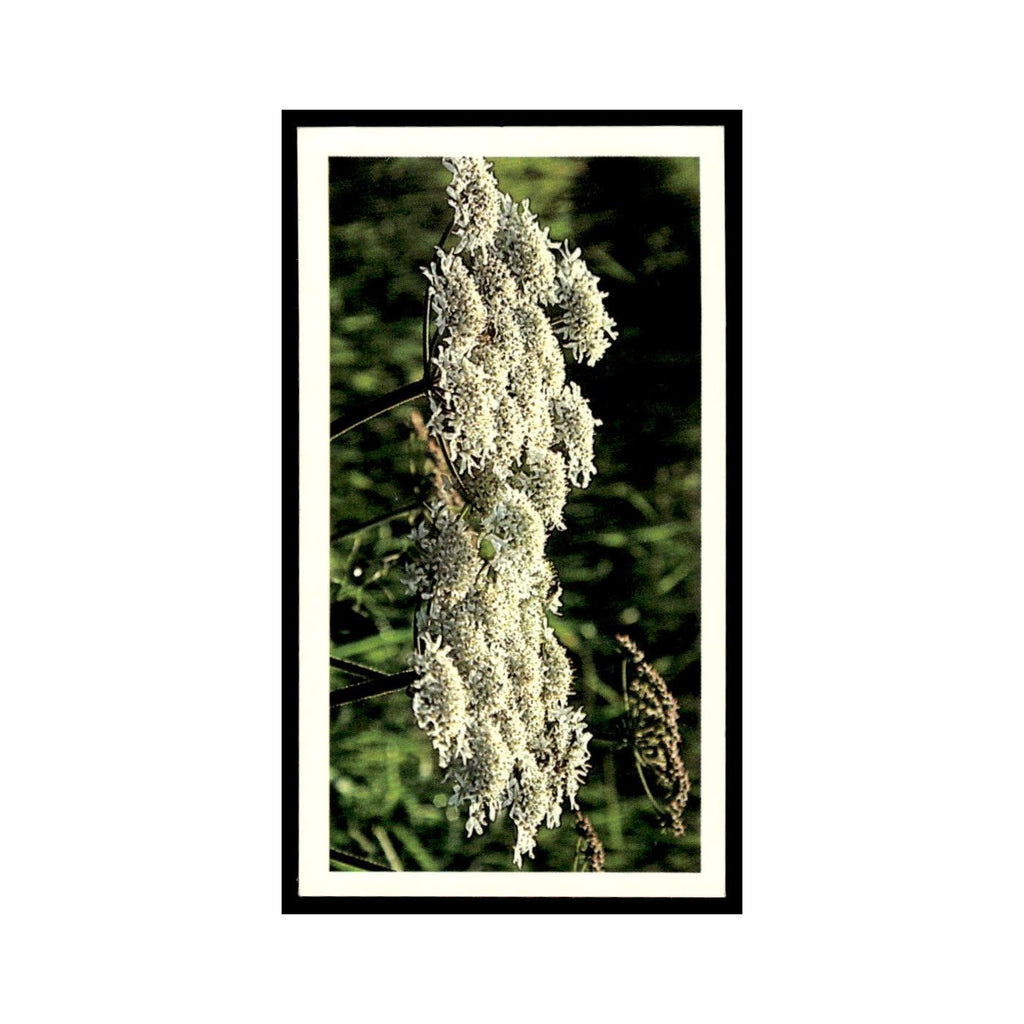 Hogweed 1988 Grandee Britain's Wayside Wildlife #20 Baseball Card EX