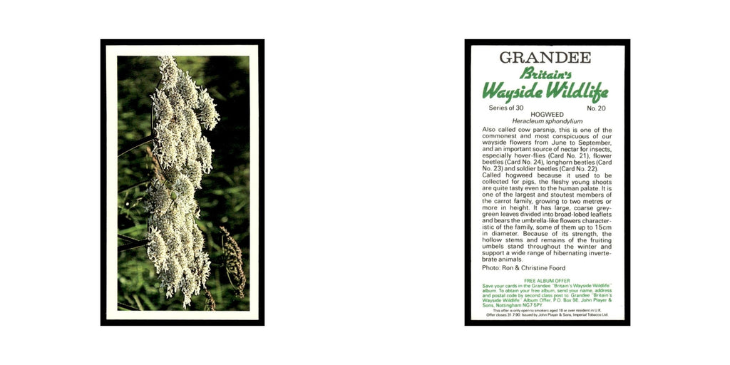 Hogweed 1988 Grandee Britain's Wayside Wildlife #20 Baseball Card EX
