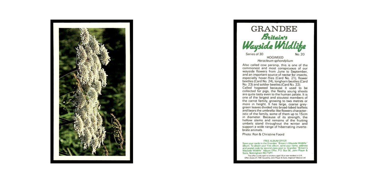 Hogweed 1988 Grandee Britain's Wayside Wildlife #20 Baseball Card EX