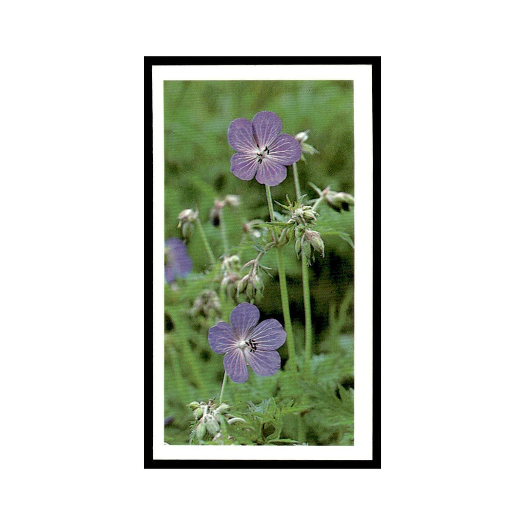 Meadow Crane's Bill 1988 Grandee Britain's Wayside Wildlife #18 Baseball Card EX