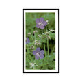Meadow Crane's Bill 1988 Grandee Britain's Wayside Wildlife #18 Baseball Card EX