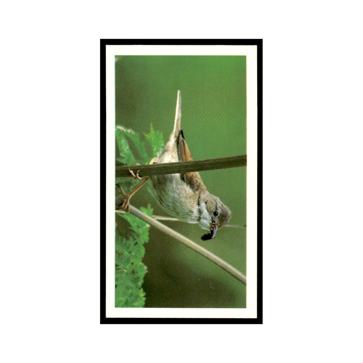 Whitethroat 1988 Grandee Britain's Wayside Wildlife #10 Baseball Card EX