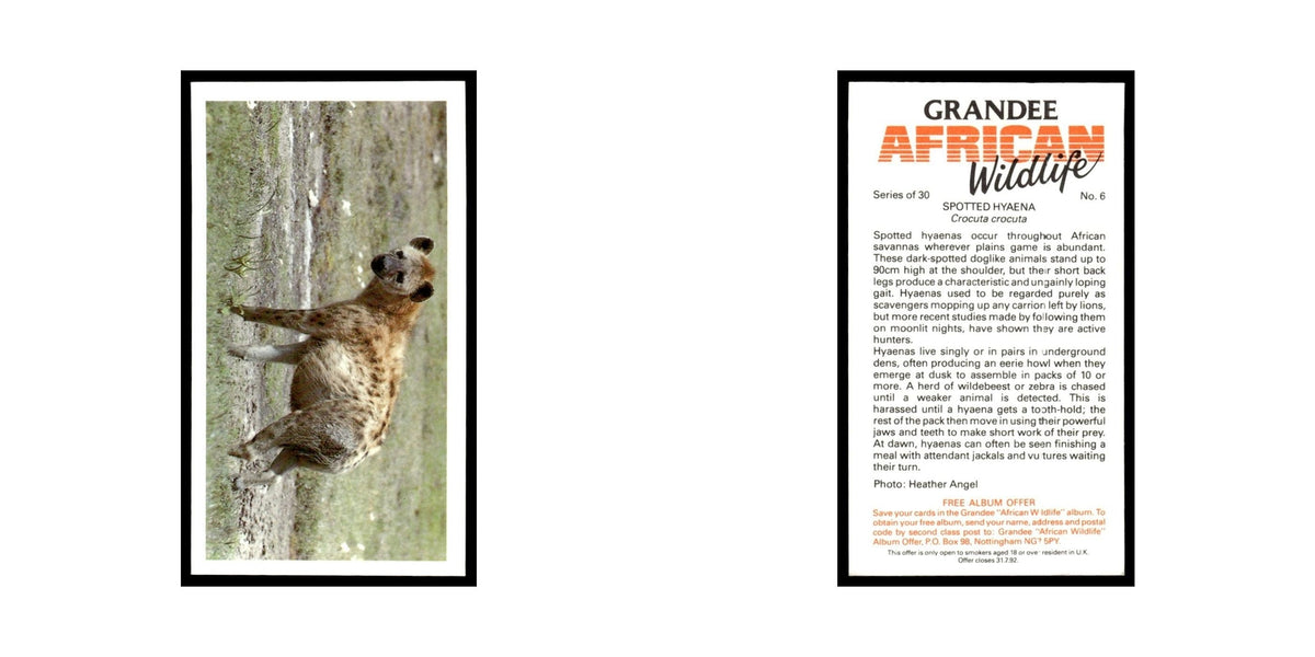 Spotted Hyaena 1990 Grandee African Wildlife #6 Baseball Card EX