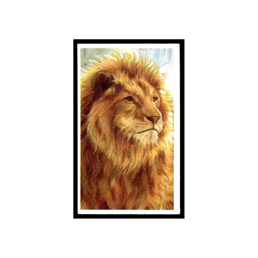 Lion 1994 Brooke Bond Going Wild #14 Baseball Card EX
