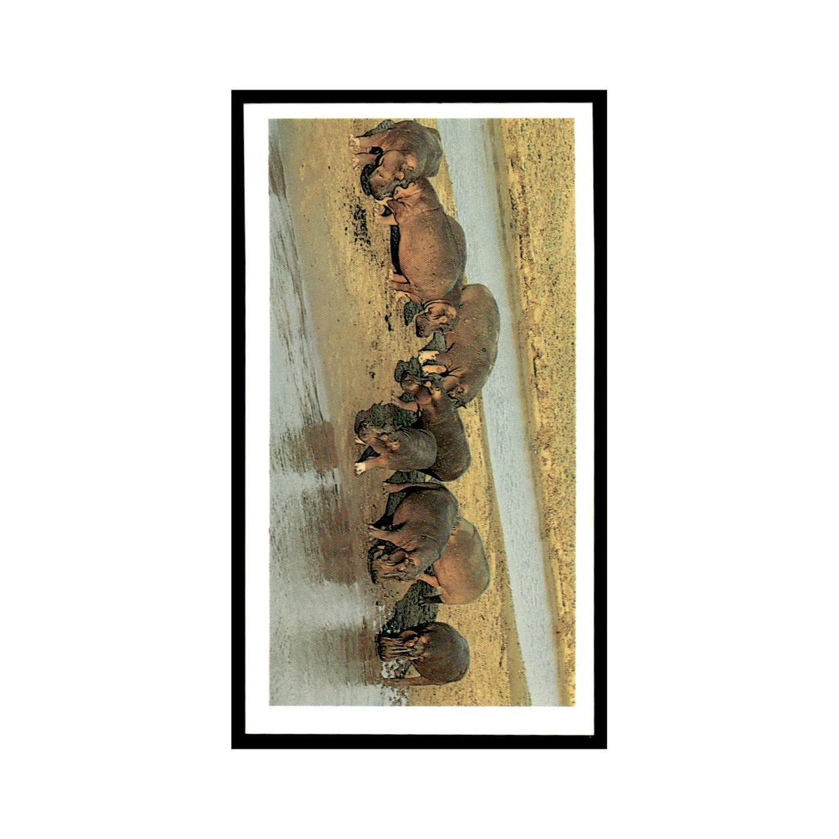 Hippopotamus 1990 Grandee African Wildlife #12 Baseball Card EX