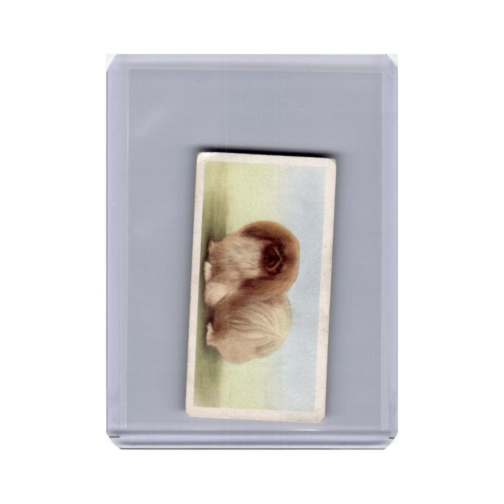 Pekingese 1957 Priory Tea I-Spy Dogs #5.0 Baseball Card VG