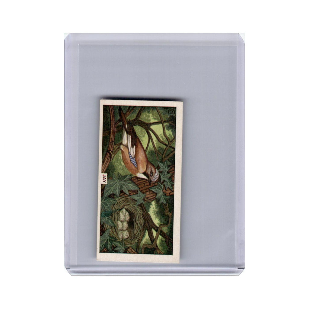 British Birds and Their Nests Jay 1961 Sunlight Soap #14 Baseball Card VG