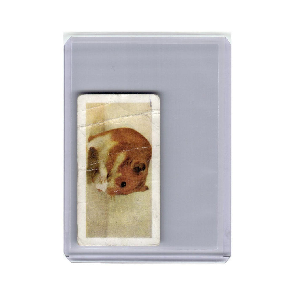 Pets Golden Hamster 1960 Horniman's Tea #16 Baseball Card Poor