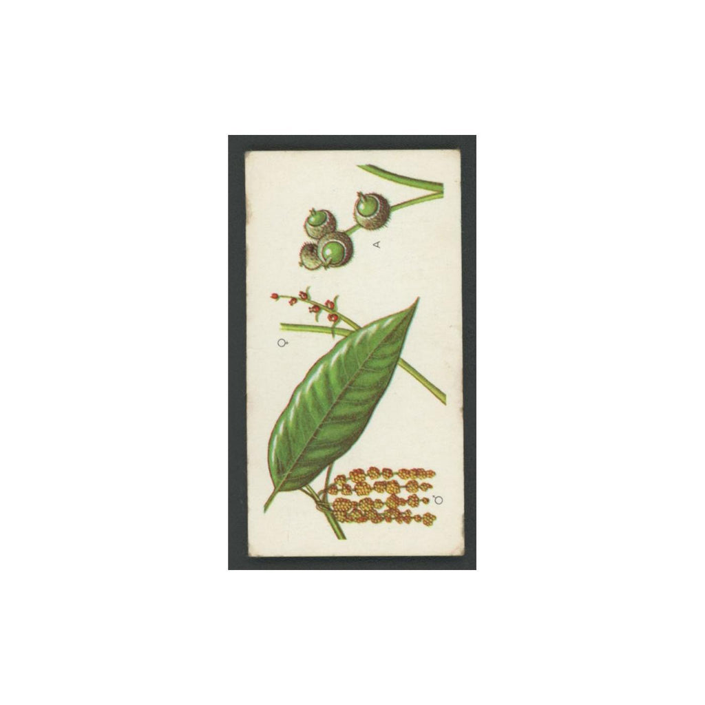 Holm Evergreen Oak 1966 Brooke Bond Tea Trees In Britain #44.0 Baseball Card EX