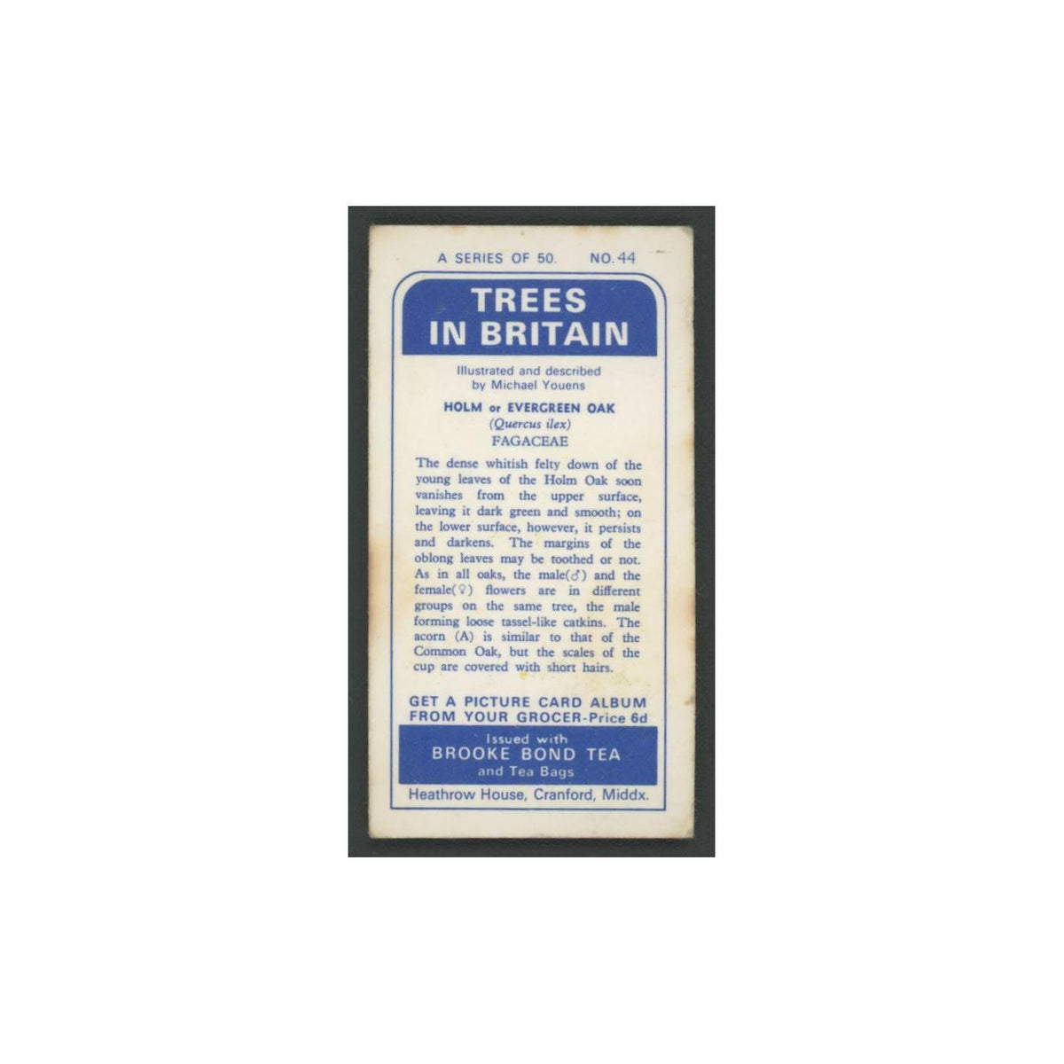 Holm Evergreen Oak 1966 Brooke Bond Tea Trees In Britain #44.0 Baseball Card EX