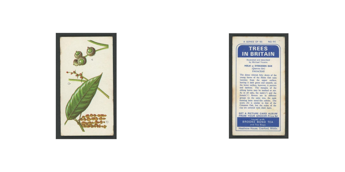Holm Evergreen Oak 1966 Brooke Bond Tea Trees In Britain #44.0 Baseball Card EX