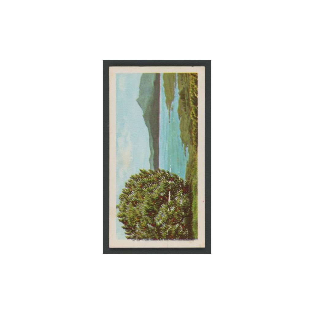 Strawberry Tree 1966 Brooke Bond Tea Trees In Britain #47.0 Baseball Card EX