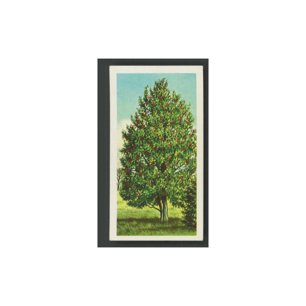 Holly 1966 Brooke Bond Tea Trees In Britain #17.0 Baseball Card EX