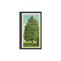 Holly 1966 Brooke Bond Tea Trees In Britain #17.0 Baseball Card EX