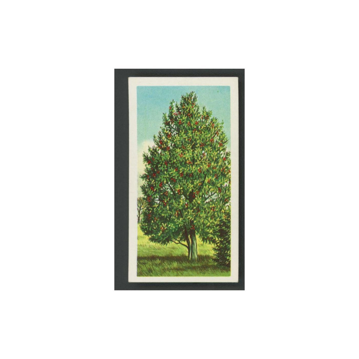 Holly 1966 Brooke Bond Tea Trees In Britain #17.0 Baseball Card EX