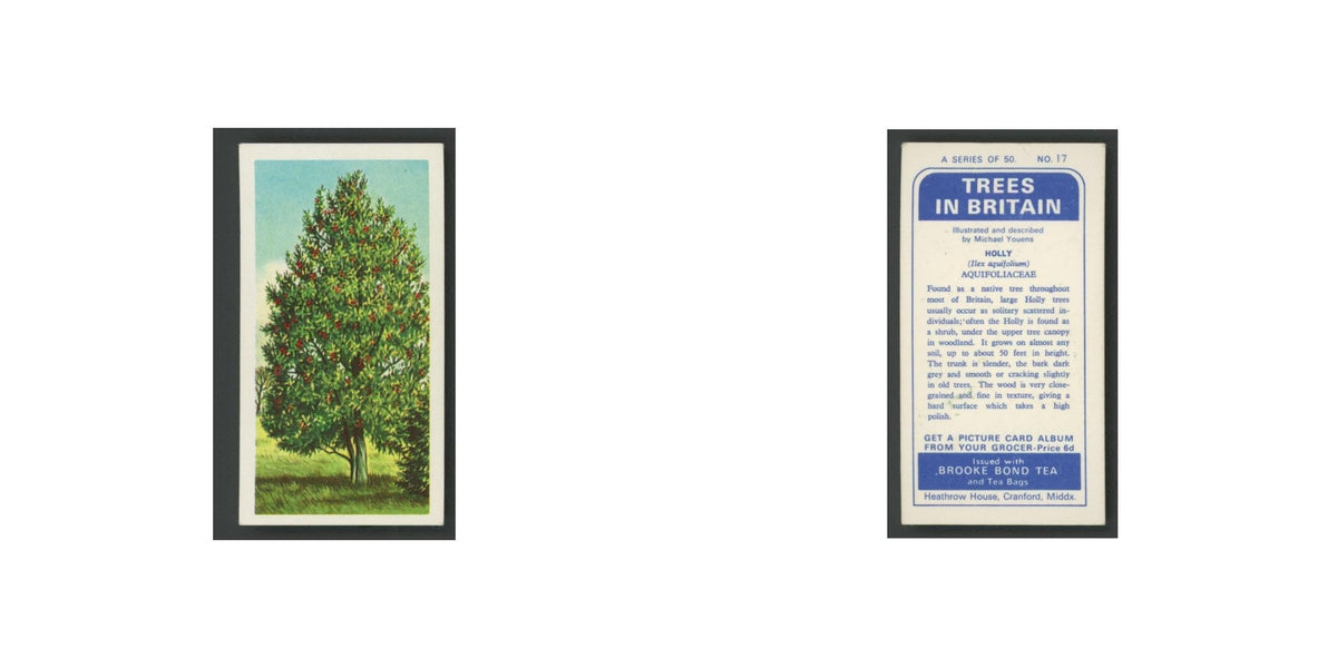 Holly 1966 Brooke Bond Tea Trees In Britain #17.0 Baseball Card EX
