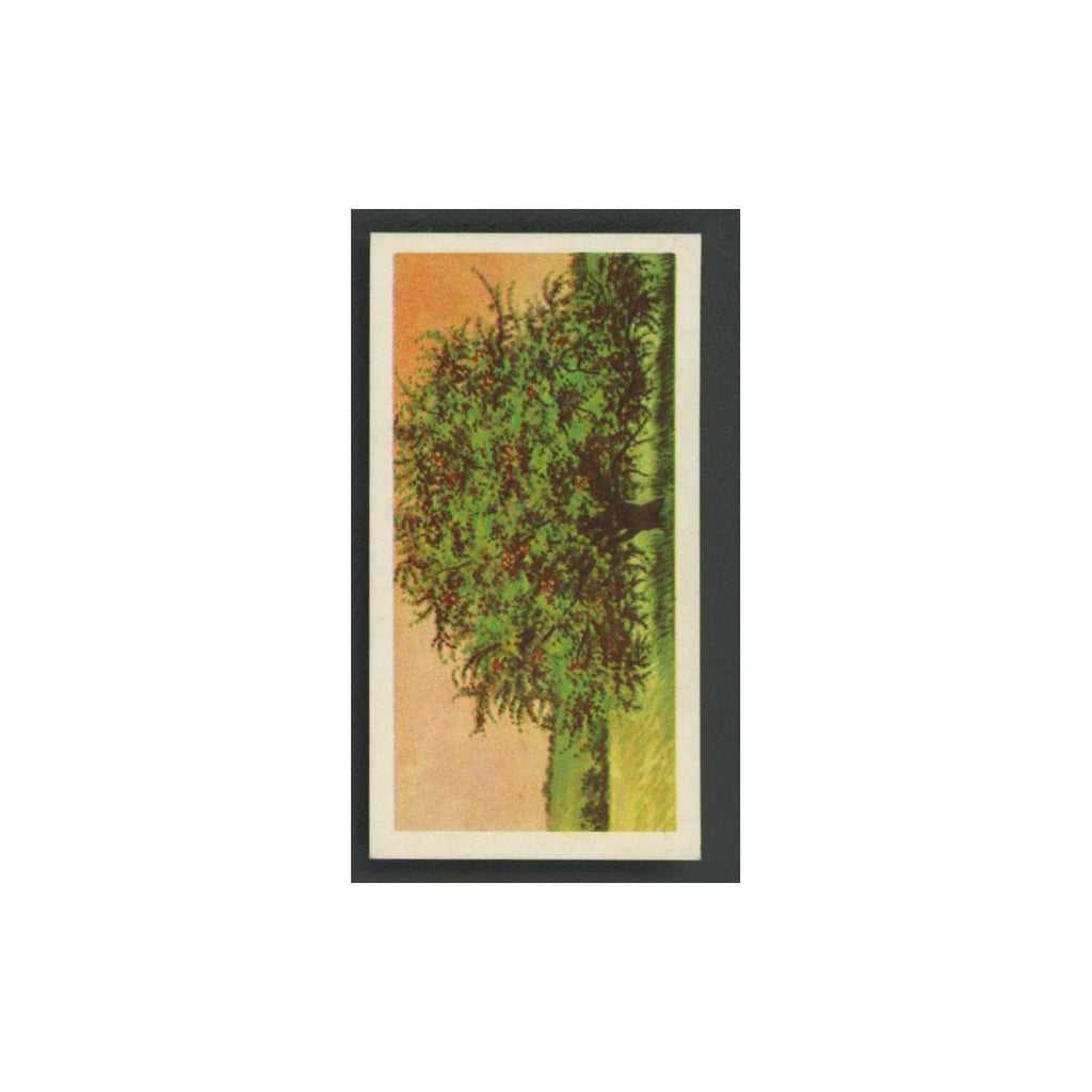 Crab Apple 1966 Brooke Bond Tea Trees In Britain #27.0 Baseball Card EX