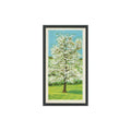 Gean Wild Cherry 1966 Brooke Bond Tea Trees In Britain #21.0 Baseball Card EX