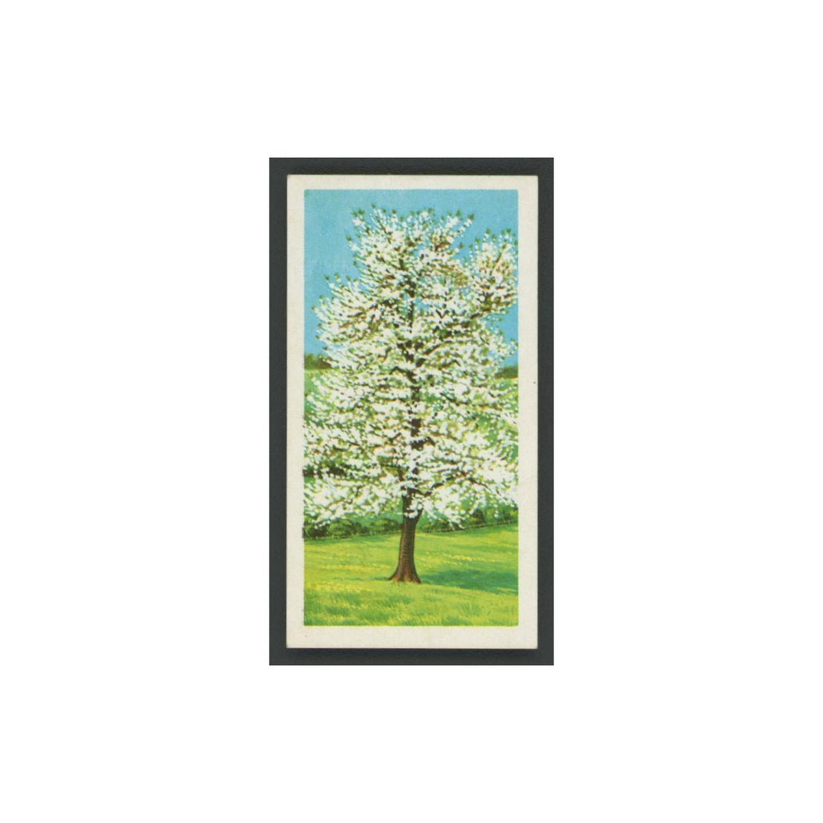 Gean Wild Cherry 1966 Brooke Bond Tea Trees In Britain #21.0 Baseball Card EX