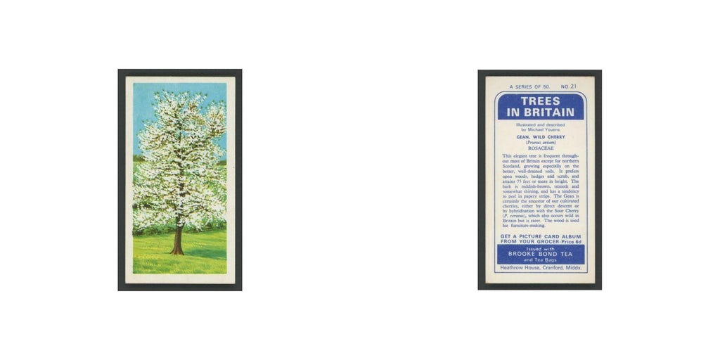 Gean Wild Cherry 1966 Brooke Bond Tea Trees In Britain #21.0 Baseball Card EX